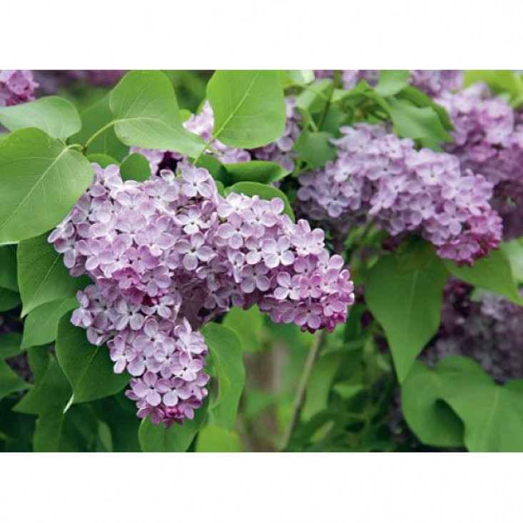 Сеянец Сирень Лавандер Леди (Lavander Lady) Сеянец Сирень Лавандер Леди (Lavander Lady)