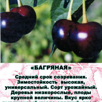 Комплект 5шт / Вишня Багряная