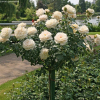 Комплект 3 саженца Штамбовая Р..